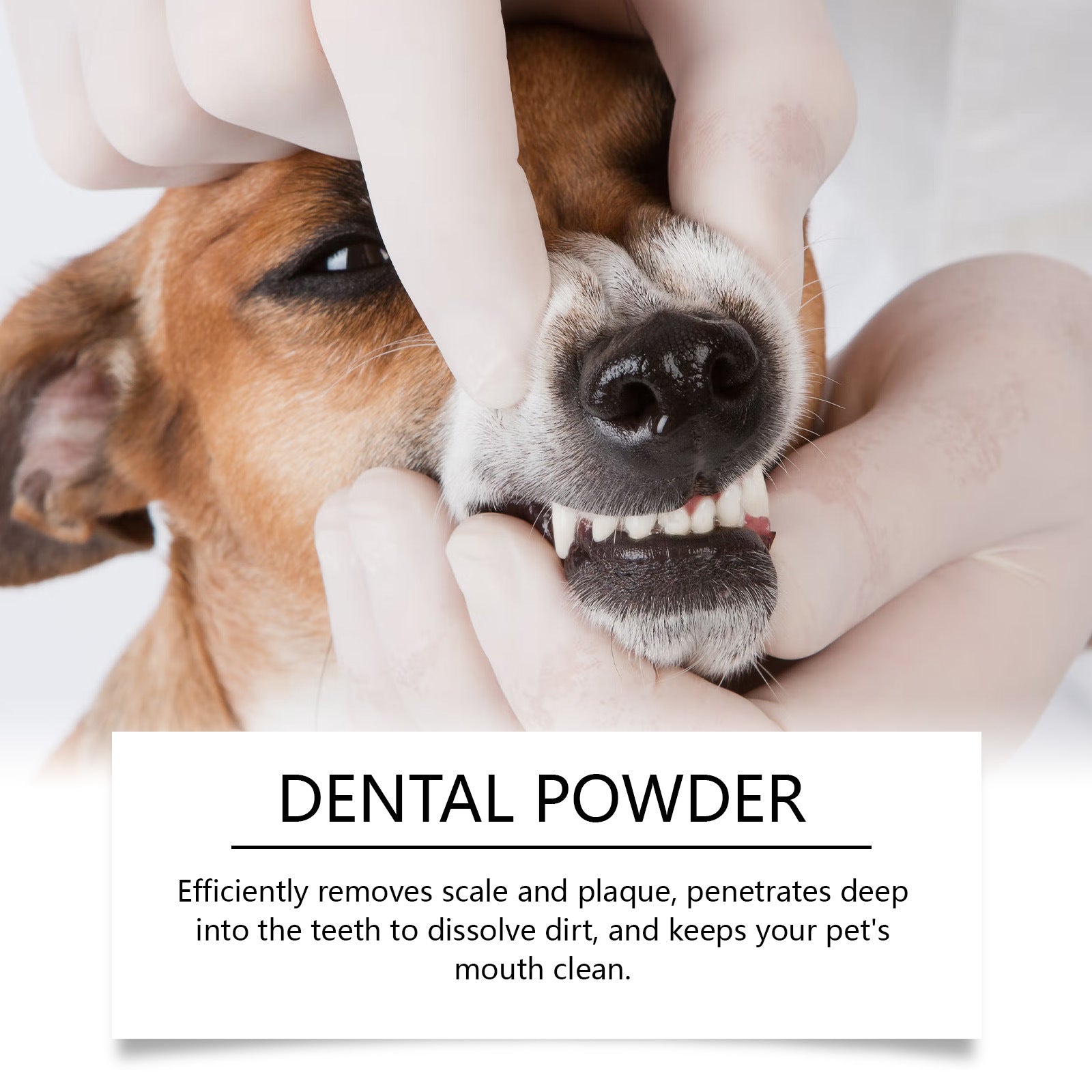 Dog's mouth being cleaned with pet dental cleaning powder to remove plaque and maintain oral hygiene.