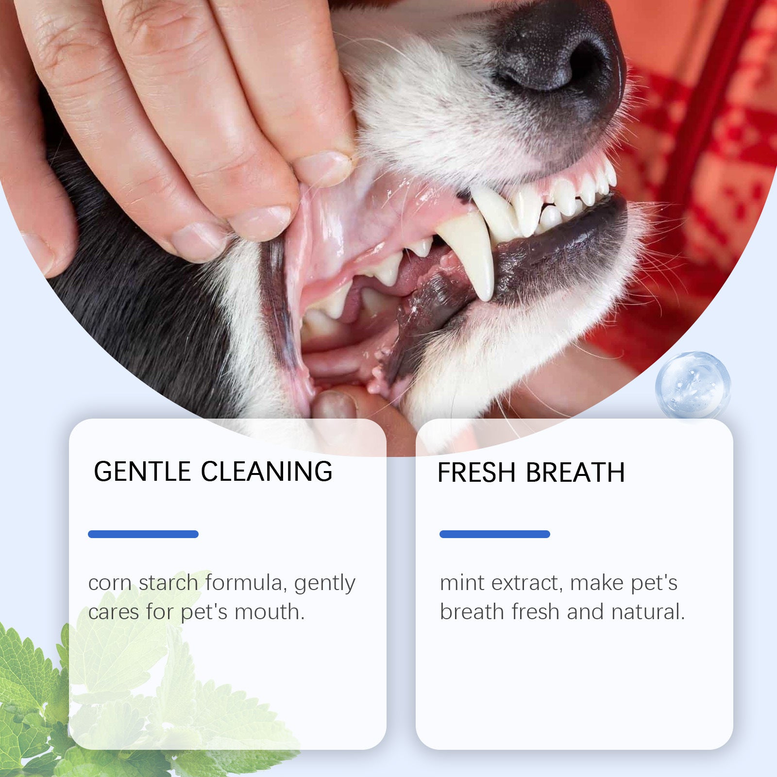 Dog dental cleaning with pet dental cleaning powder for fresh breath and gentle care.